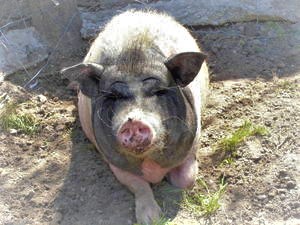 Schwein Hannah